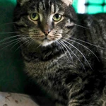 Фото №3 Кот Ричард - крупный и дородный полоскин в добрые руки