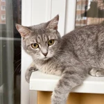 Фото №5 Молоденькая кошечка Клео в добрые руки