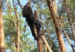 фото Спил деревьев Воронеж