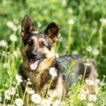 Фото №4 Щенок метис овчарки в дар