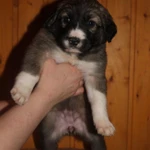 Фото №3 Щеночки в добрые руки. СРОЧНО!