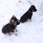 Фото №7 Продаются щенки Восточноевропейской овчарки