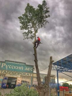 Фото Спил деревьев