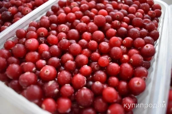 Фото Клюква 2024 года сбор свежая