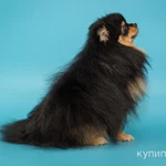 Фото №3 Шпиц, вязка