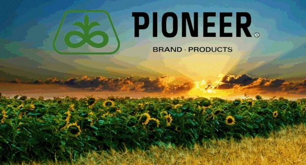 Фото Гибриды семян Syngenta, Pioneer! Скидки!