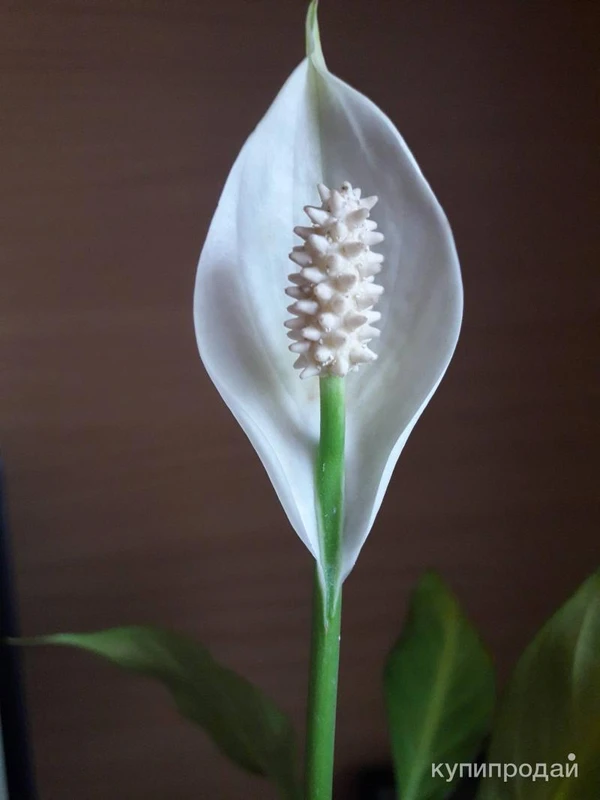 Фото Спатифиллум
