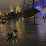 Фото №4 Аренда собаки для фотосессии