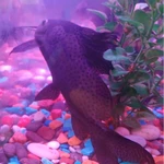 Фото №2 Продам сомов.