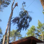 Фото №8 ВАЛКА СПИЛ ДЕРЕВЬЕВ. РАСЧИСТКА УЧАСТКОВ. В УСЛОВИЯХ ОГРАНИЧЕННОГО ПРОСТРАНСТВА.