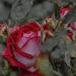 Фото №2 Фотограф