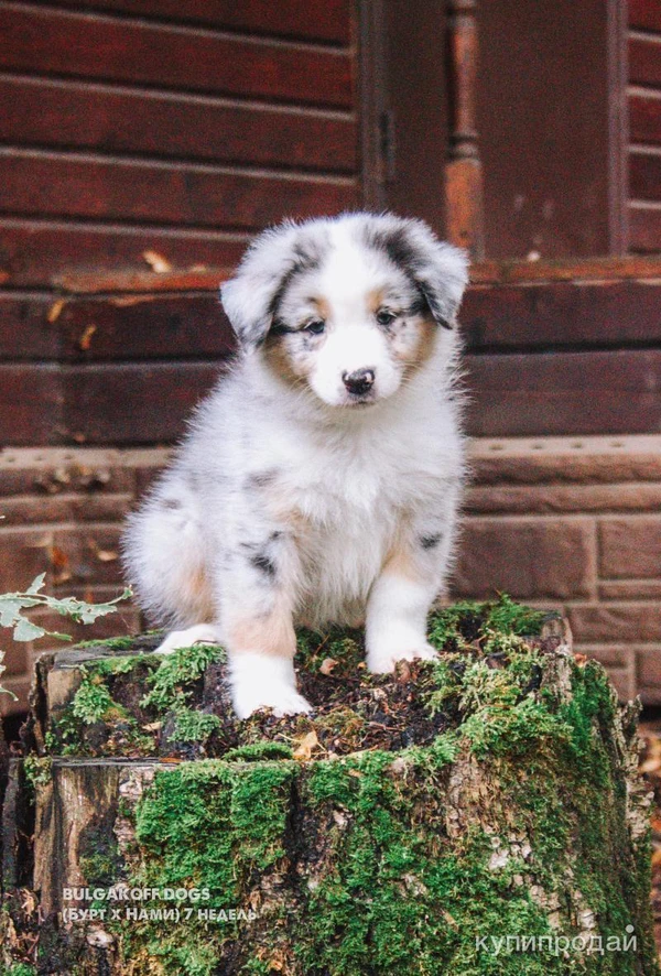 Фото Щенки австралийской овчарки аусси