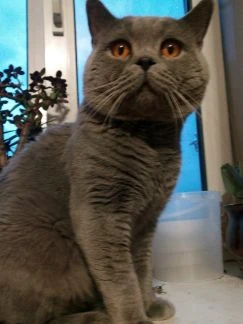 Фото Вязка кошек