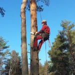 Обрезка удавление спил деревьев 