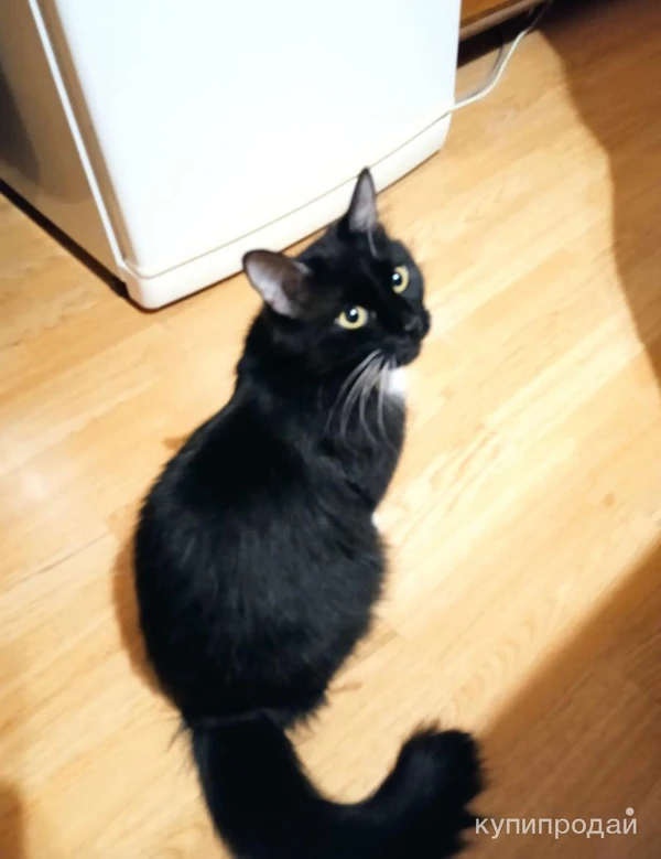 Отдадим кота