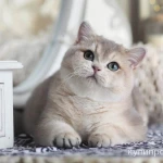 Фото №9 Британская девочка Виолетта