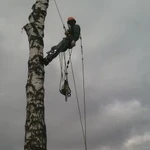 Фото №2 Спил деревьев
