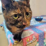 Фото №6 Черепаховая красавица Анфиса, молодая домашняя кошечка в добрые руки