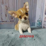Фото №2 Щенки той терьер