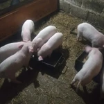 Фото №6 Продаются поросята ландрас