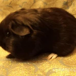 Фото №9 МОРСКИЕ СВИНКИ-разные породы