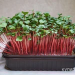 Фото №3 Микрозелень собственного производства