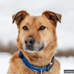 Фото №6 Дик - отличный кандидат на пристройство в семью