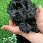 Фото №3 Кокапу