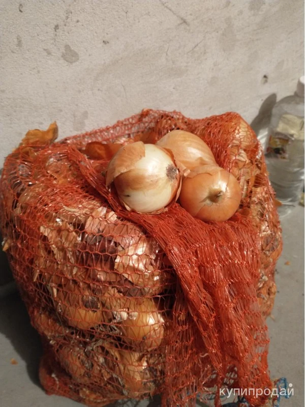 Фото Лук репчатый