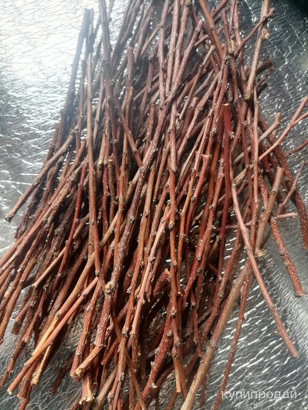 Фото Абрикос веточки. Цена за 100 грамм.