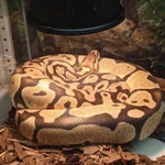 Фото №5 Королевский питон