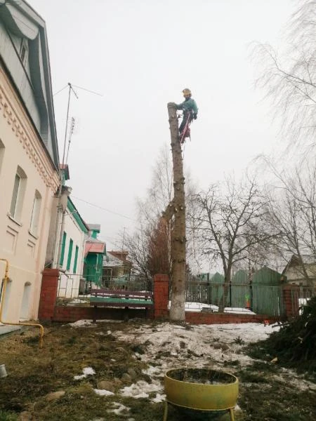 Фото Спил деревьев
