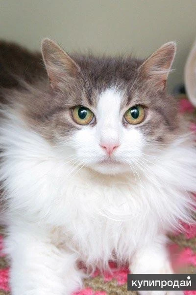 Фото Кошечка Пуша - меховой шарик в добрые руки