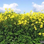 Фото №8 продам Топинамбур этого года не только для диабетиков и беременных ))