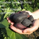 Фото №2 Инжир черный сладкий, 0.5л,Ялта,п.Голубой Залив