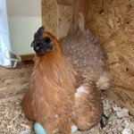 Фото №2 ия лакеданзи. Доставка