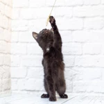 Фото №11 Черный котик Шухер