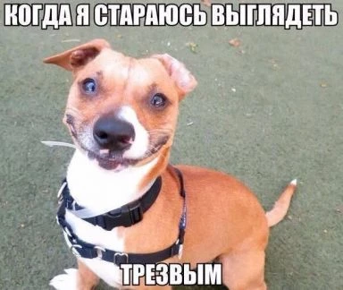 Фото Зоогостиница