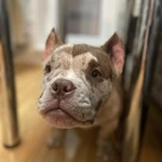 Фото №2 Американский булли экзот