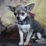 Фото №2 Малыши Чихуахуа