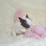 Фото №5 Сказочный мини эльфик-девочка