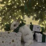 Фото №2 Кролик венский