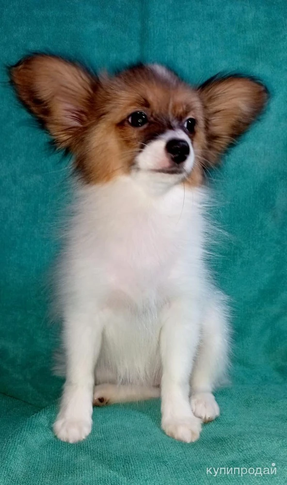 Фото Щенки папийона