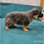 Фото №3 Щенки немецкой овчарки голубого окраса