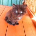 Фото №2 Отдам в хорошие руки