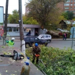 Фото №4 Спил деревьев, веток, вывоз порубочных остатков. Альпинисты