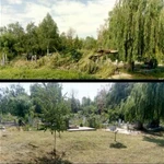 Фото №4 Спил деревьев