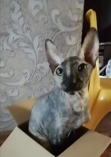 Фото Нужен котик для вязки. Сфинкс 