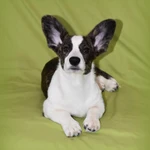 Фото №3 Вельш корги Кардиган - девочка