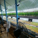 Фото №2 Сок ростков пшеницы - Витграсс